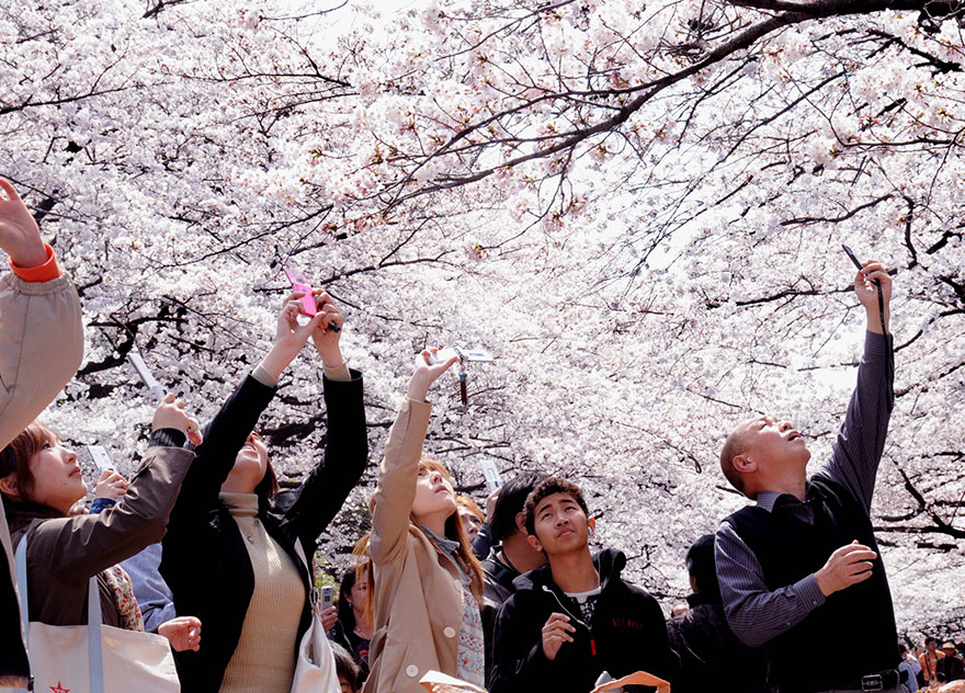 Travel Expectations Vs Reality (20+ Pics) - Anytime You're Admiring The Blooming Sakura Trees