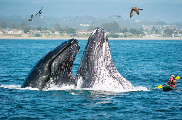 Ikan paus dekat pantai Amerika Syarikat jadi tumpuan