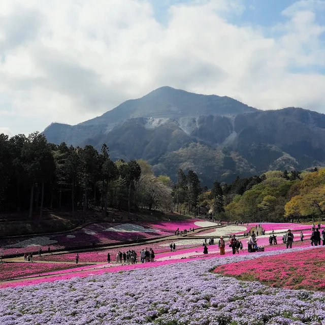 秩父　羊山公園　芝桜　武甲山