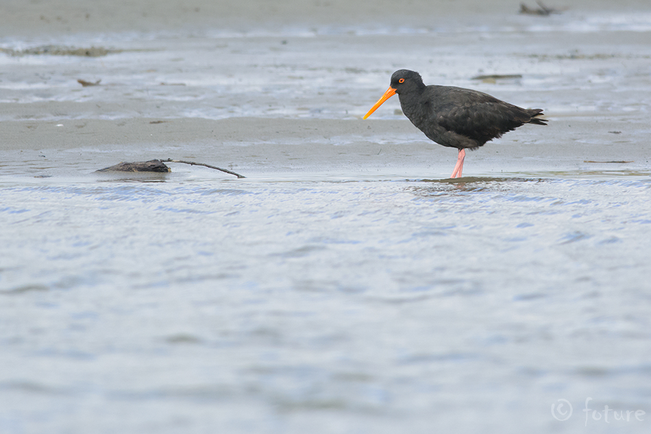 Maoori mustmerisk, Haematopus unicolor, Torea pango, Variable Oystercatcher, New Zealand Black, Sooty, merisk