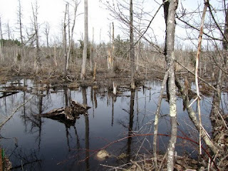 photo of Cedar Swamp, Essex, MA