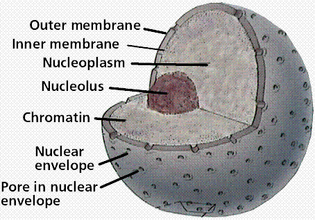 Knowledge Class: The Nucleus