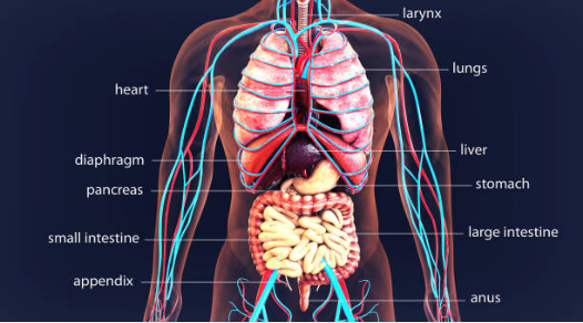اعضاء جسم الإنسان
