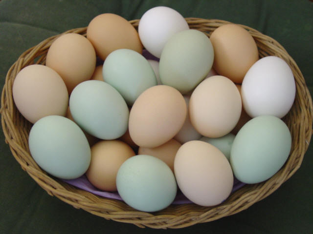  Pengertian Telur  lengkap beserta Jenis cara memilih 