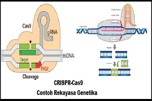 teknik rekayasa genetika