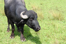 Murrah Buffalo