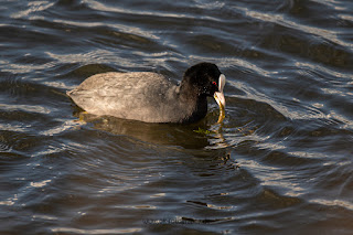 Wildlifefotografie Naturfotografie Lippeaue Olaf Kerber