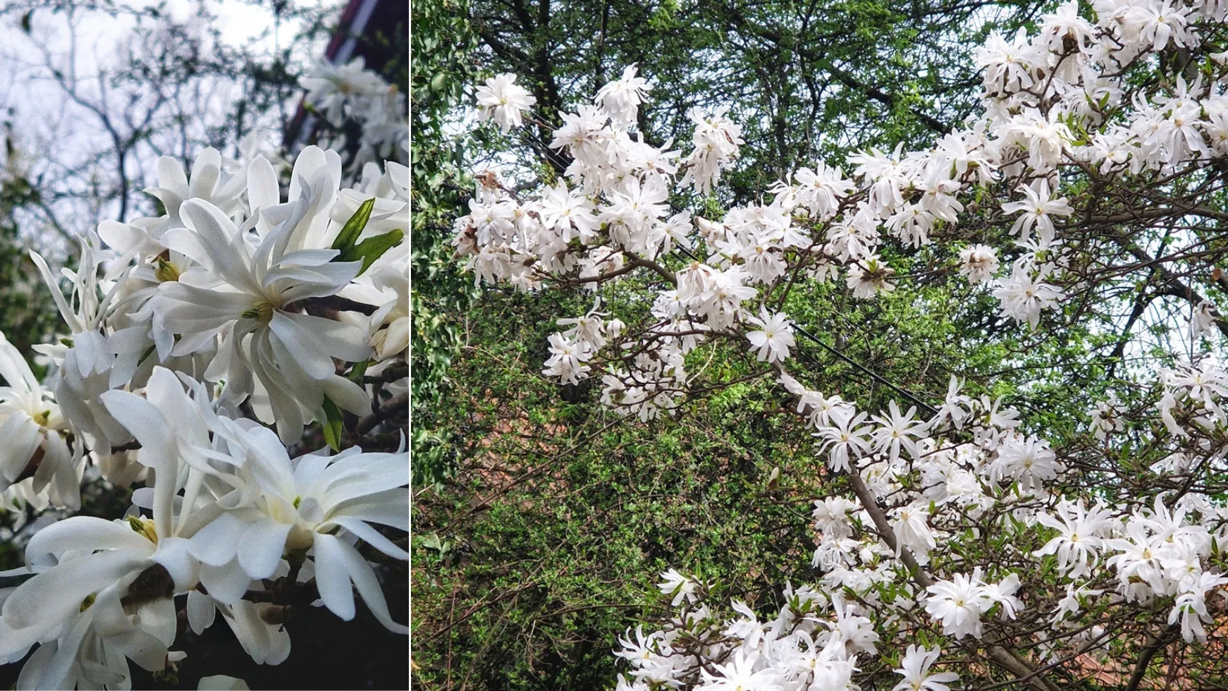 magnolie na osiedlu przyjaźń w warszawie