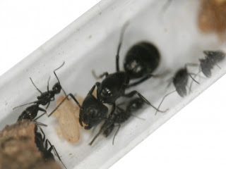 Camponotus vagus