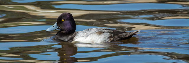 Lesser Scaup, Centennial Park