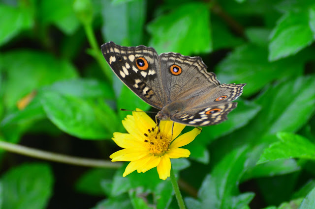 Junonia lemonas