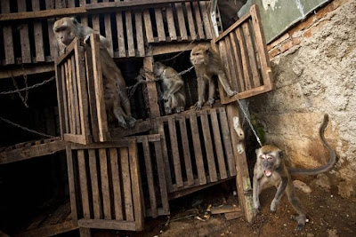 Monkey Chained In Indonesia