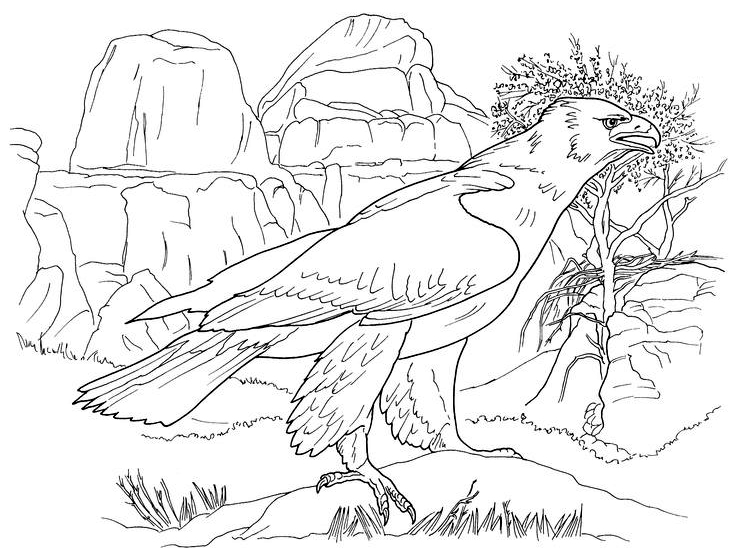 Posted in Animal Animal Drawings Animal Print Bird Drawings