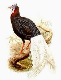 Bulwer´s Pheasant