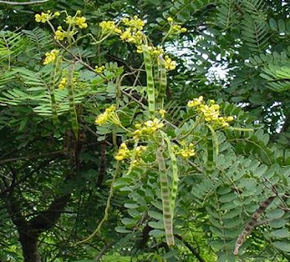  Tanaman johar yaitu tanaman pohon tahunan yang sering kita jumpai disekitar kita Manfaat dan Khasiat Johar (Cassia Siamea Lamk)