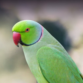 Parrots Names For Male