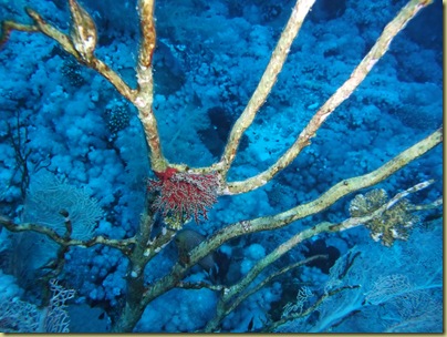 LBS Coral-003