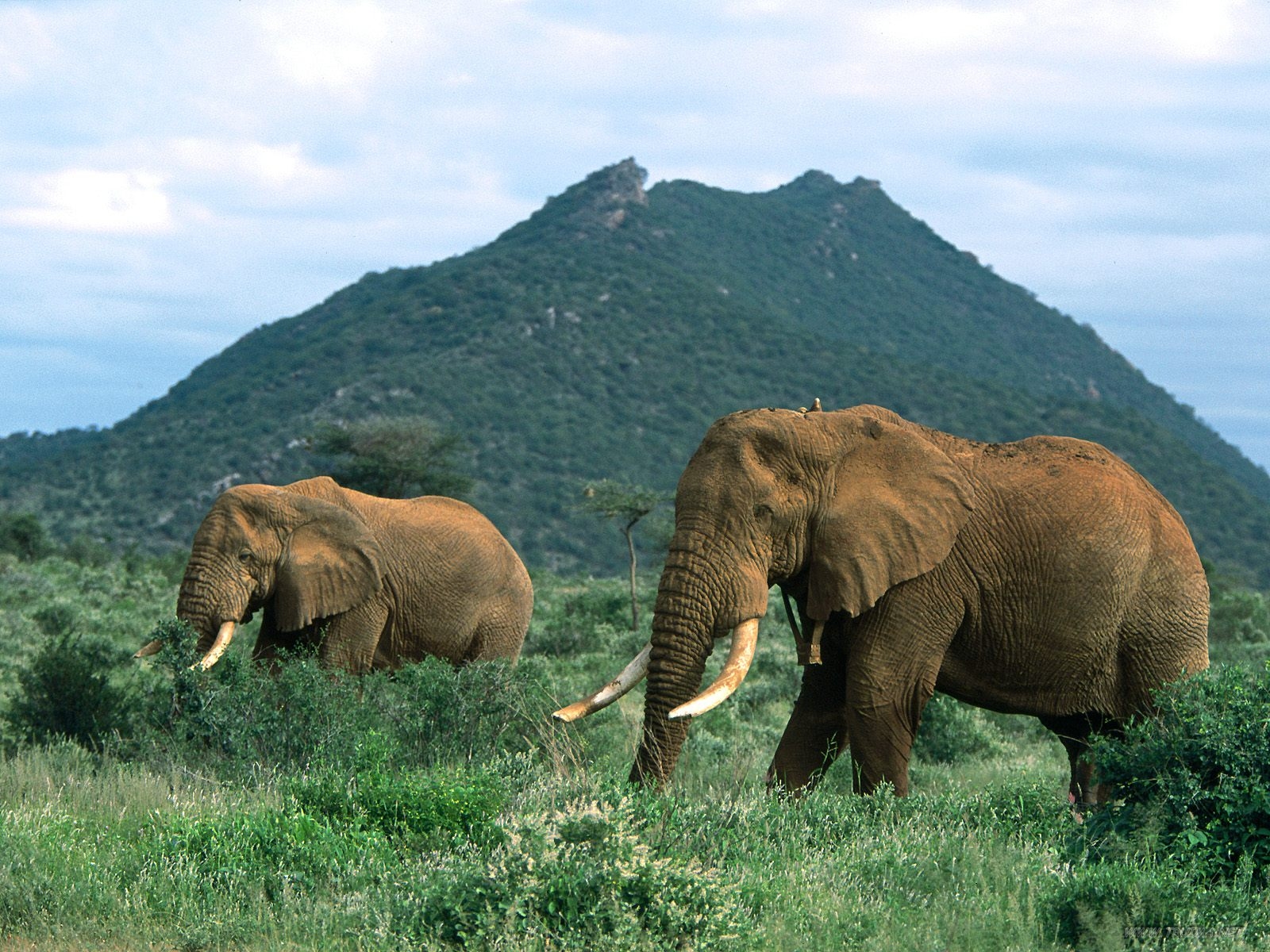 Foto Foto Binatang  Gambar Gajah 