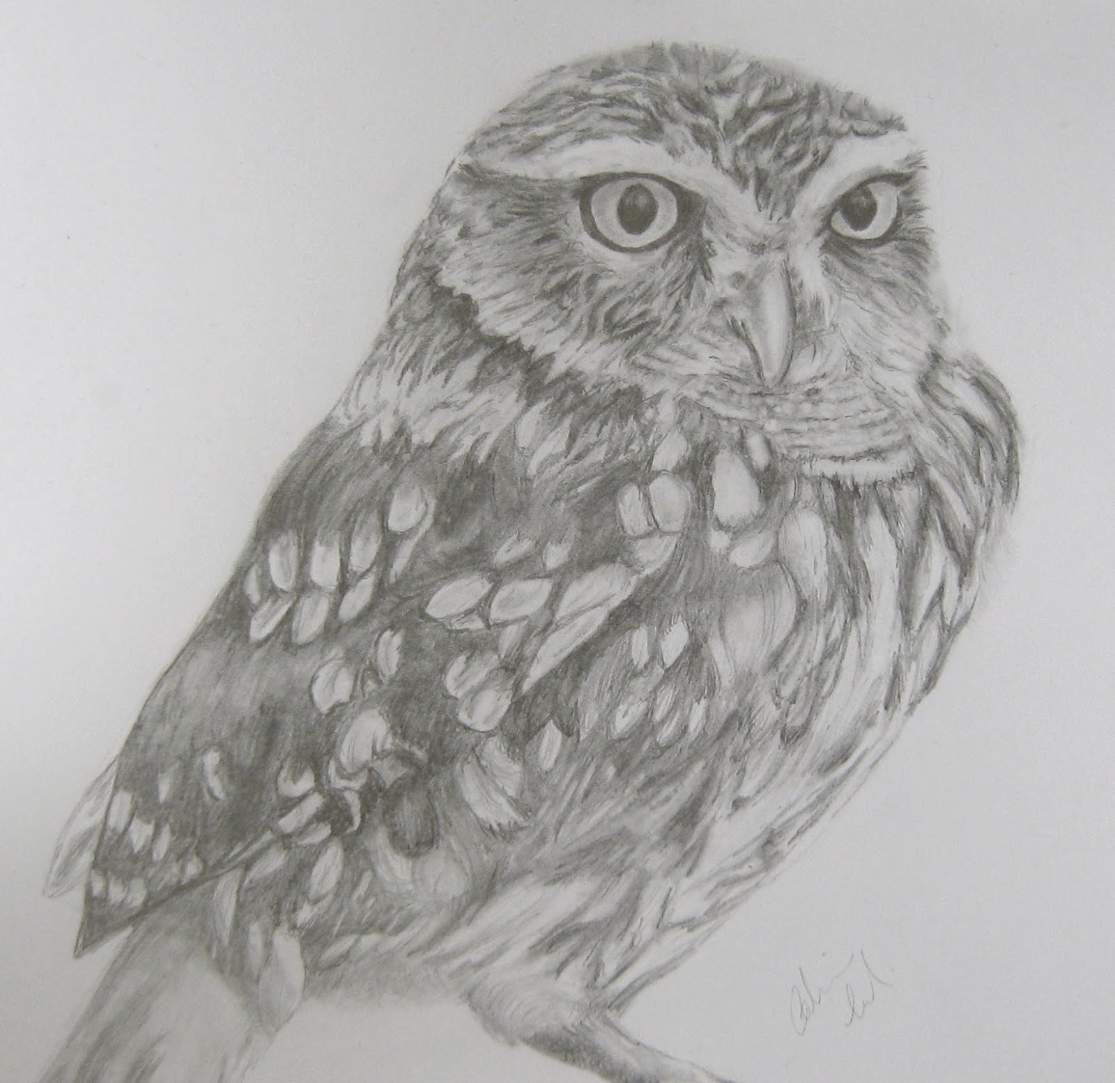  Owl  Drawings  In Pencil