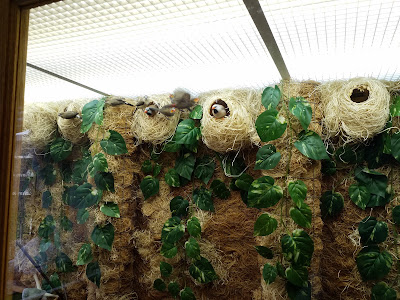 Vine-like greenery and bird nests with finch-like birds inside an artificial habitat.  