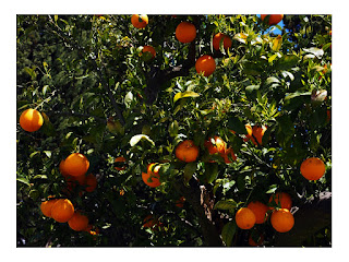 oranges in mirik