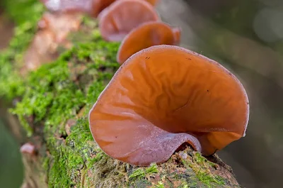 Mushroom spawn in Baghmara