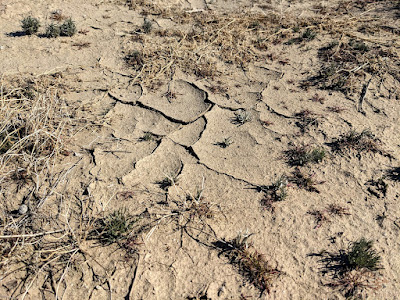 Cracked desert sand