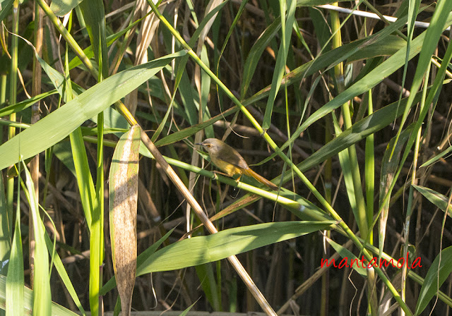 Yellow -bellied Prinia