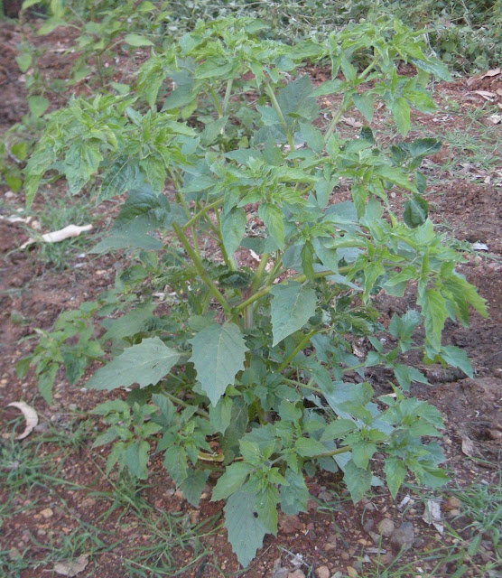 Physalis minima