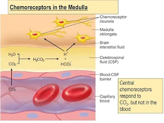 Central Chemoreceptors