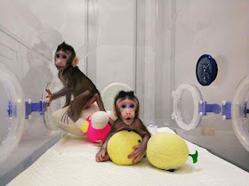 Macacos de laboratório Zhong Zhong e Hua Hua pensando no homem planificado exatamente igual pela ditadura marxista 