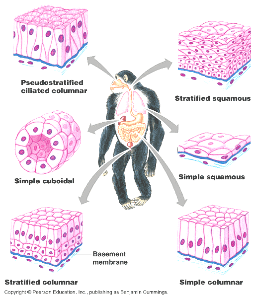 Penjelasan Jaringan  Pada  Hewan  Biologi Portal Info 