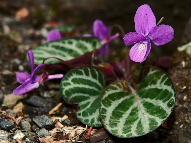 Viola variegate