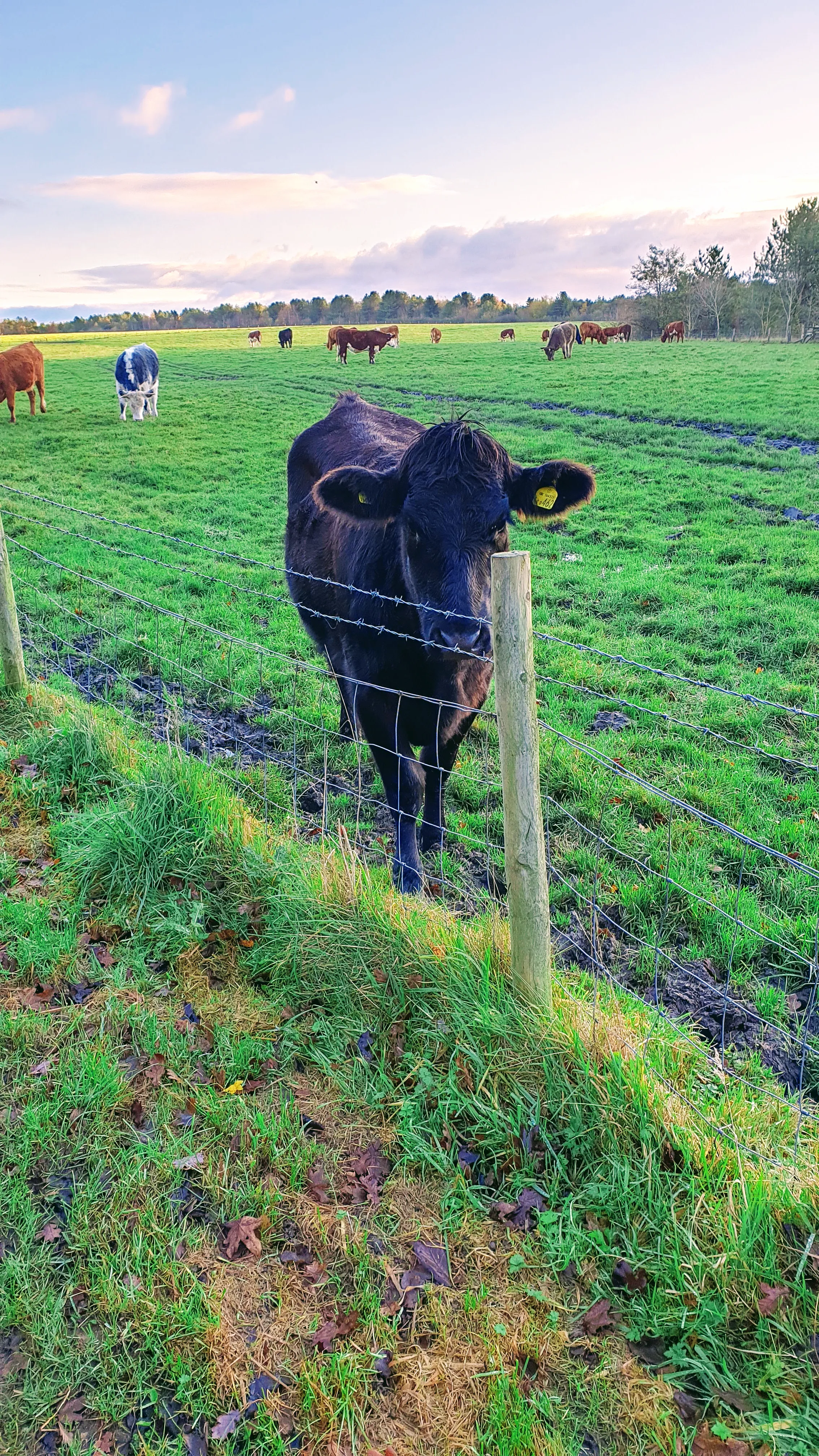 Cow In Field