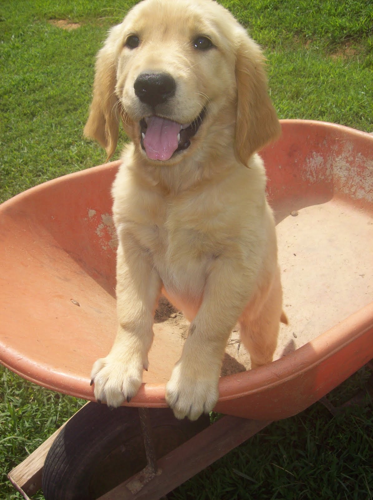 Female Golden Retriever Puppies For Sale