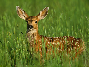 Deers | nature desktop wallpapers Images Photos