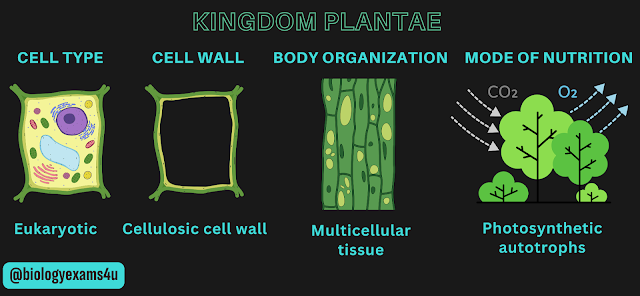 characteristics of kingdom Plantae