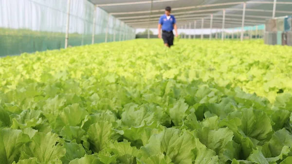 烟花颱風撲來 農糧署籲強化農作物防災及防治病蟲害