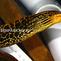 Freshwater Moray Si Belut Dengan Tampang Harimau