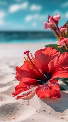 صور رائعة للبحر مع وردة حمراء