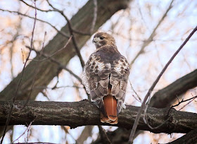 The feather pattern on Christo's back.