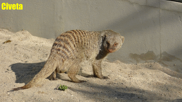 Civeta - Paradoxurus hermaphroditus | Musang ou Gato-de-Algália