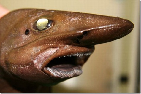 strange_fishes_found_off_greenland_07