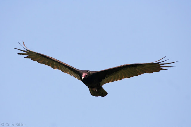 Turkey Vulture in Flight