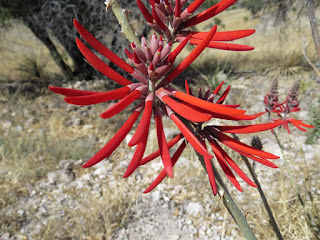 Erythrina flabelliformis, Coralbean