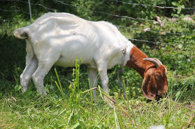 Boer Goat Breed Characteristics and Farming Benefits | Raising goats for meat