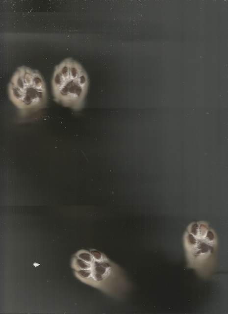 scan de gata