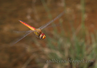 Wandering Glider