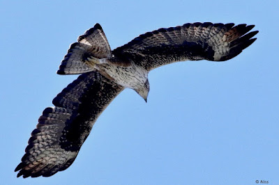 "Bonelli's Eagle - Aquila fasciata, scanning for prey two of them work as a team."