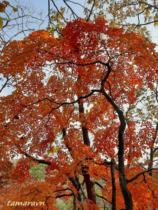 Клён ложнозибольдов (Acer pseudosieboldianum)